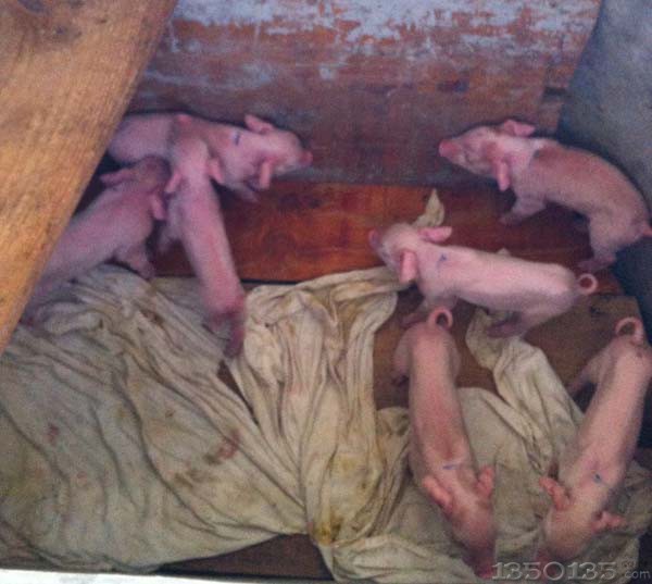 母猪胎产21头（另外7头寄养仔猪）