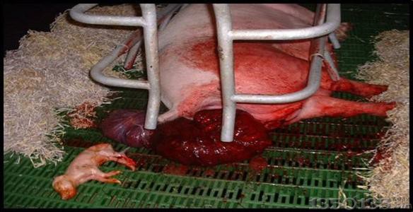 霉菌毒素引起的母猪流产与死胎