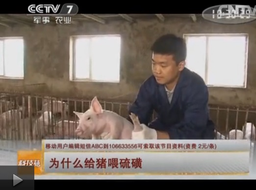 【視頻】給豬喂硫磺吃寶石？？