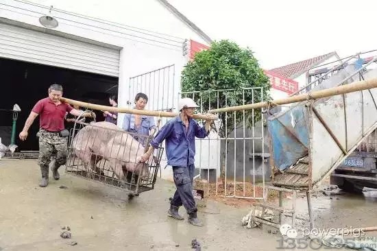 有爱的街道办事处：拆除猪场先帮卖猪