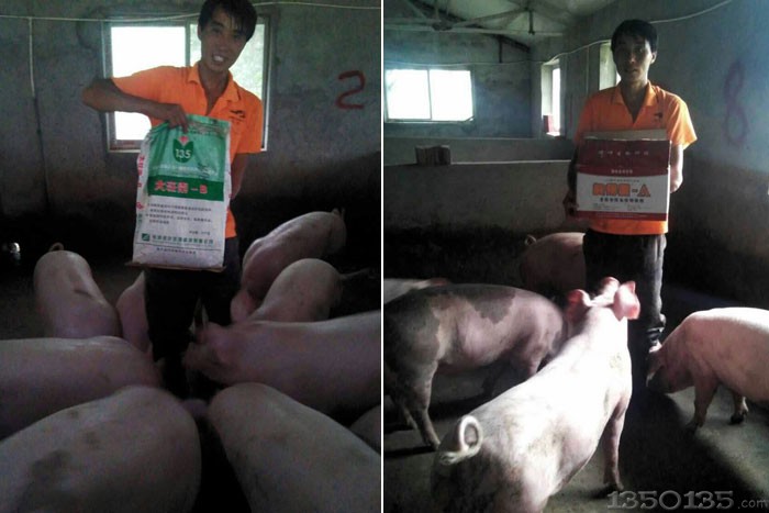 绿叶保健养猪产品客户-马彪