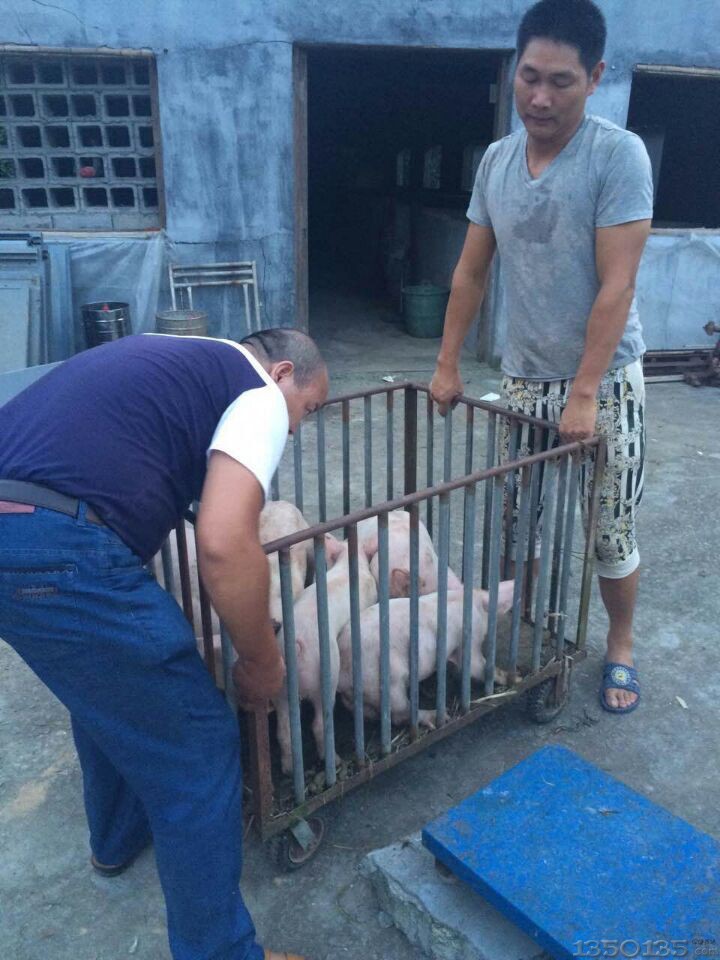卖猪-保健养猪