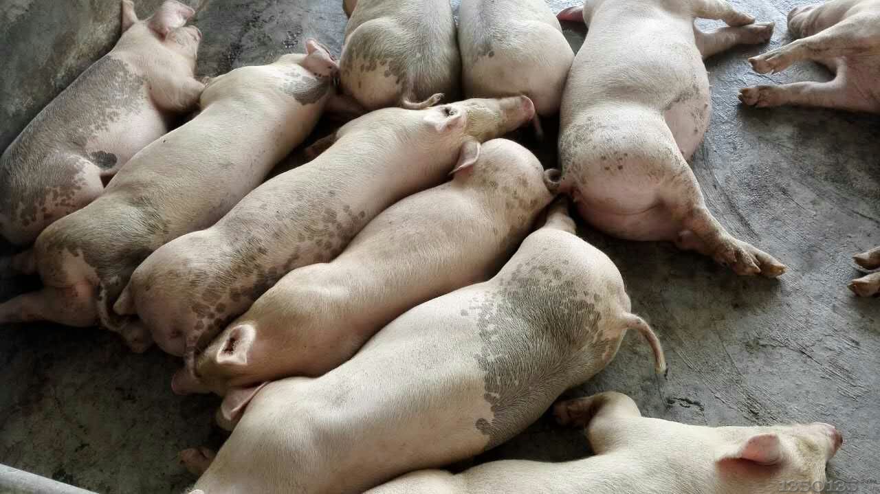 肥猪情况--保健养猪