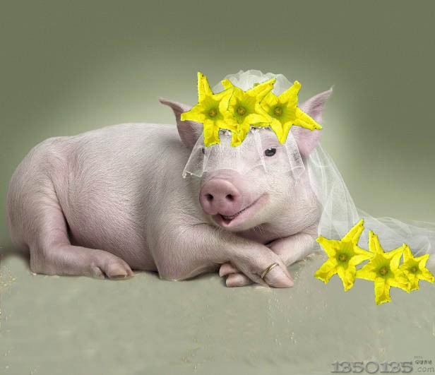 母猪节--标志性花