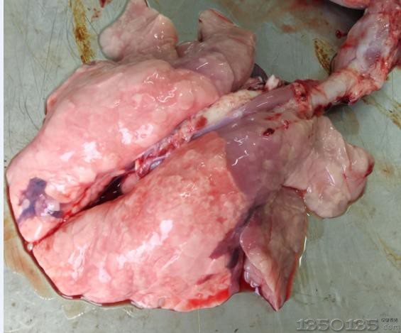 一例猪瘟和副猪嗜血杆菌混合感染引起仔猪死亡的病例