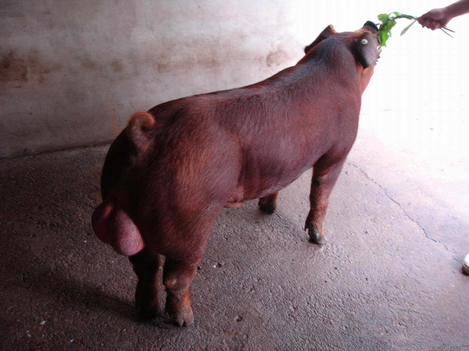 后备公猪的初配年龄及体重