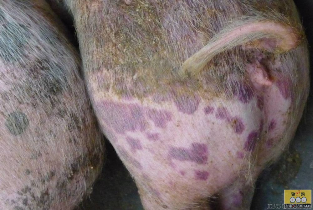 育肥猪的猪丹毒流行与防治