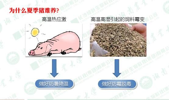 劉進輝教授支招解決夏季豬難養的問題