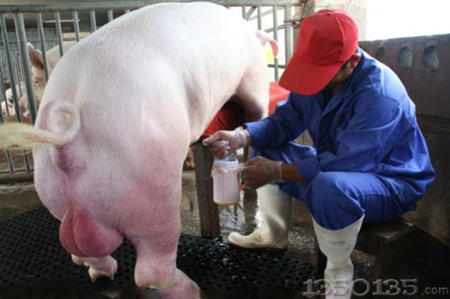 人工采精到底怎么采？怎么做才不会损害公猪健康？