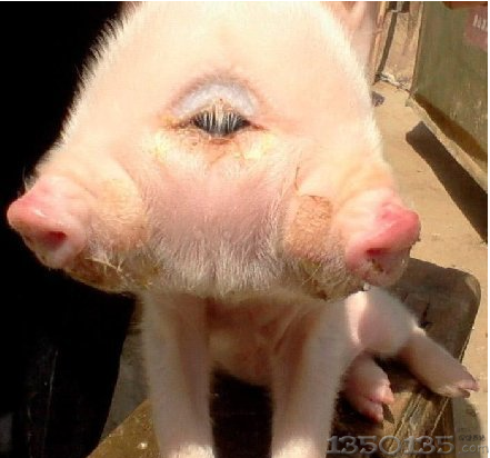 母猪产下变异怪兽 双头猪三个眼睛两个鼻子