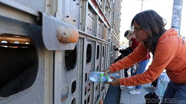 加拿大动物保护家给待宰猪喂水遭指控限被判刑